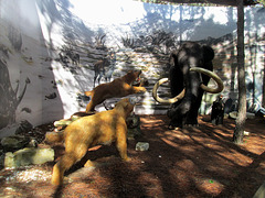 Mammoths and saber-toothed tigers (cenozoic period).