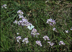 Cardamine des prés (6)