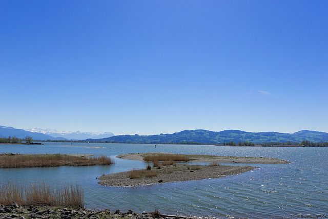 Naturschutzgebiet im Neuen Rhein Delta (© Buelipix)