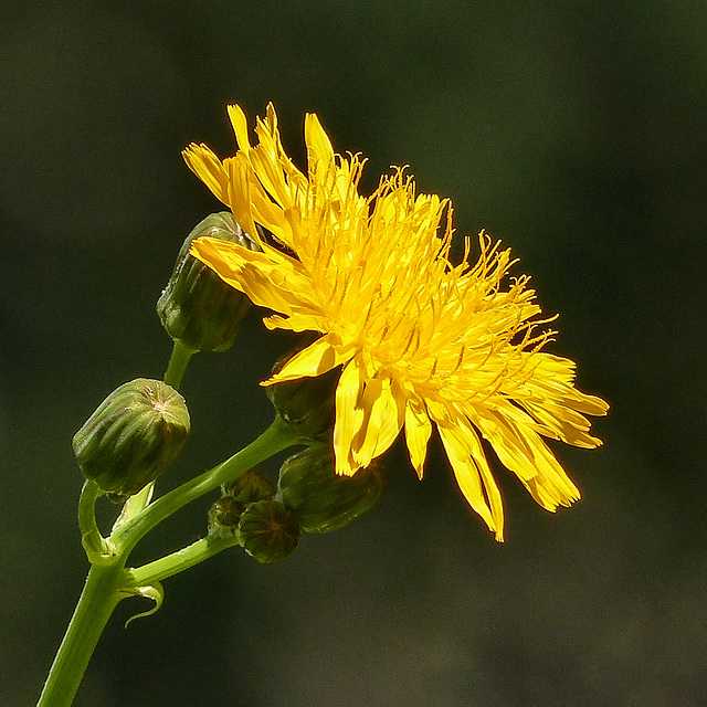 Common (Annual) Sowthistle / Sonchus oleraceus Common (Annual) Sowthistle / Sonchus oleraceus