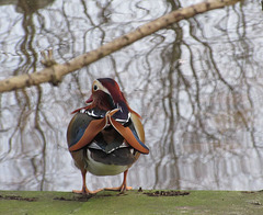 Canard Mandarin