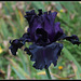 Fade To Black (3)