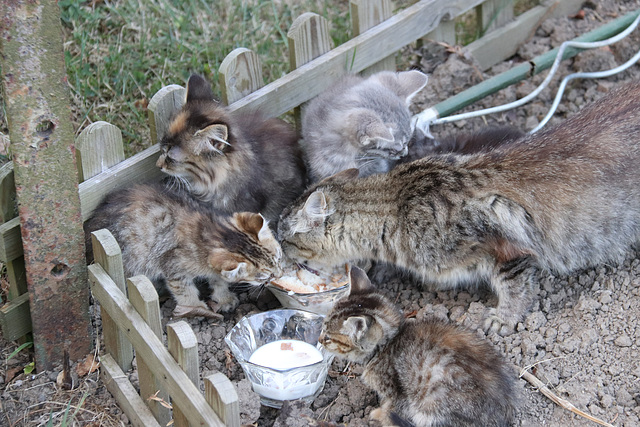 une partie de la famille