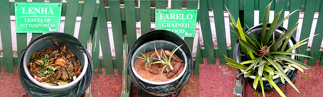 Pinapple Production, First  phases