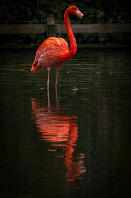 Flamingo