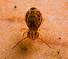 img 6256springtail 50705410357 o