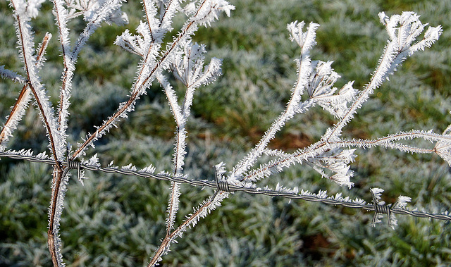 HFF - Winterzaun HFF - Winterzaun