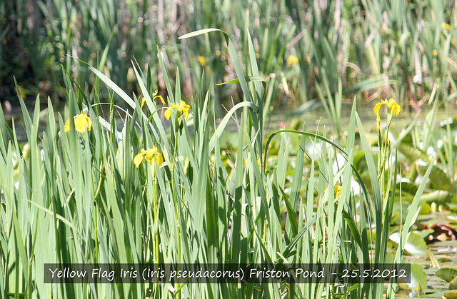 Yellow Flag Iris, Friston Pond, 25 5 2012