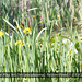 Yellow Flag Iris, Friston Pond, 25 5 2012