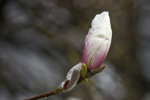 Magnolie mit Eis, Wintereinbruch in Niederbayern