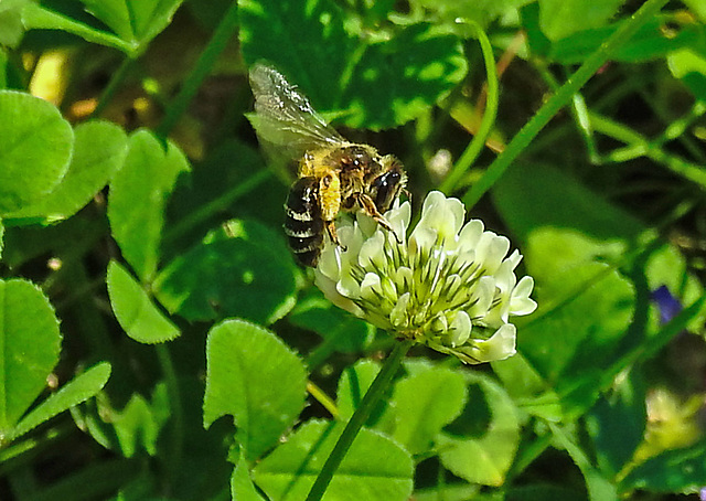 20230709 1665CPw [D~LIP] Weiß-Klee (Trifolium repens), Sandbiene (Andrena flavipes), Bad Salzuflen