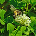 20230709 1665CPw [D~LIP] Weiß-Klee (Trifolium repens), Sandbiene (Andrena flavipes), Bad Salzuflen