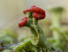 Cladonia-Flechte (mit kleinem Besucher)