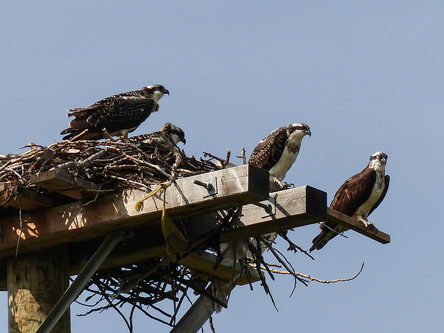 Osprey family