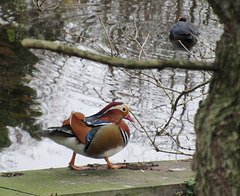 Canard Mandarin 2