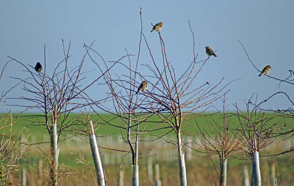 Higher Perches