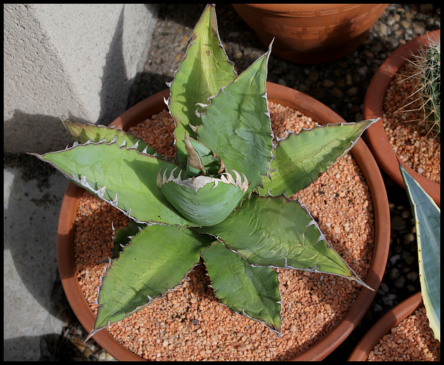 Agave titanota  (1)