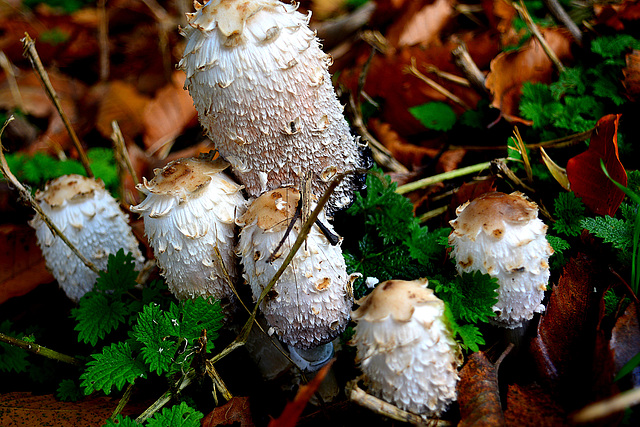 Coprinus comatus.....