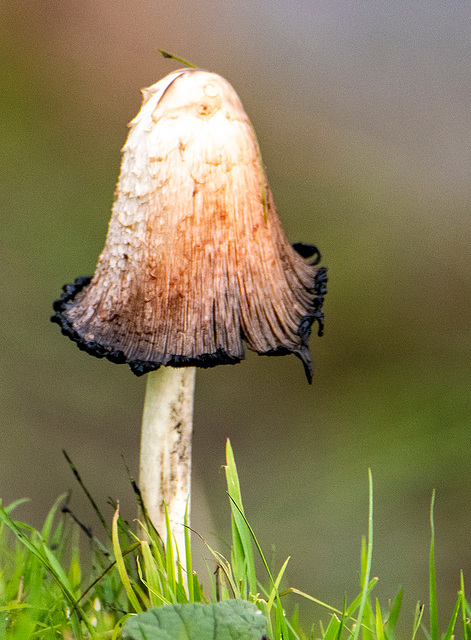 Shaggy ink cap