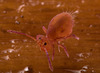 img 6260springtail 50705325081 o