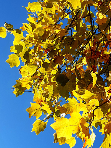 Feuilles d'or