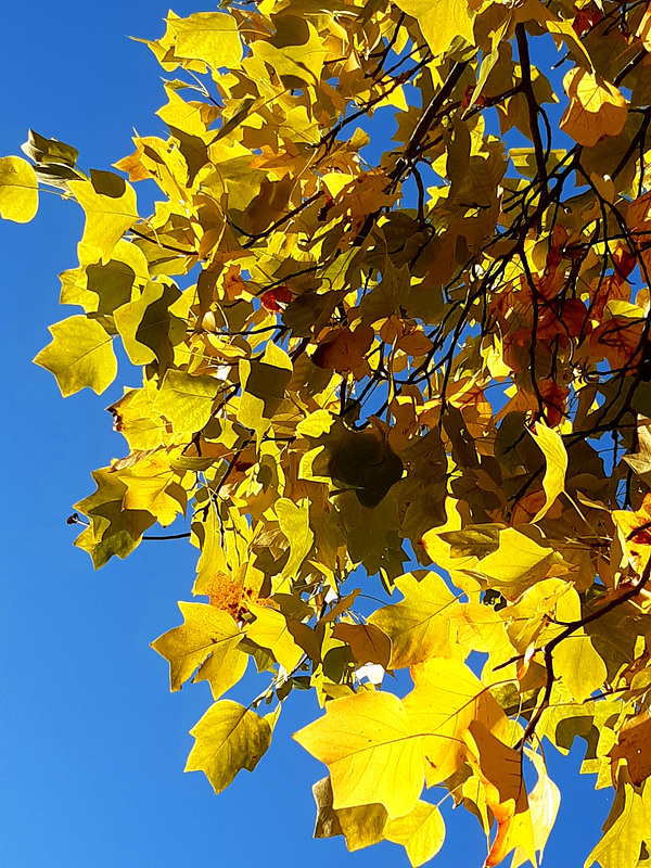 Feuilles d'or