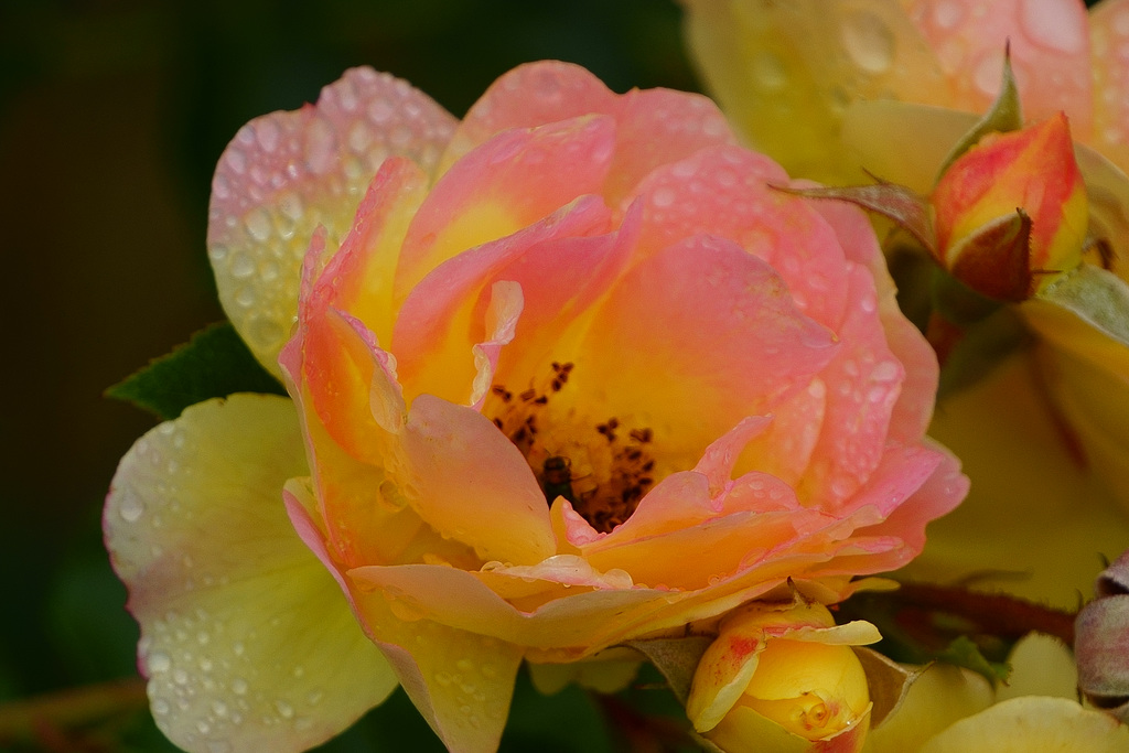 Rose nach dem nächtlichen Regen