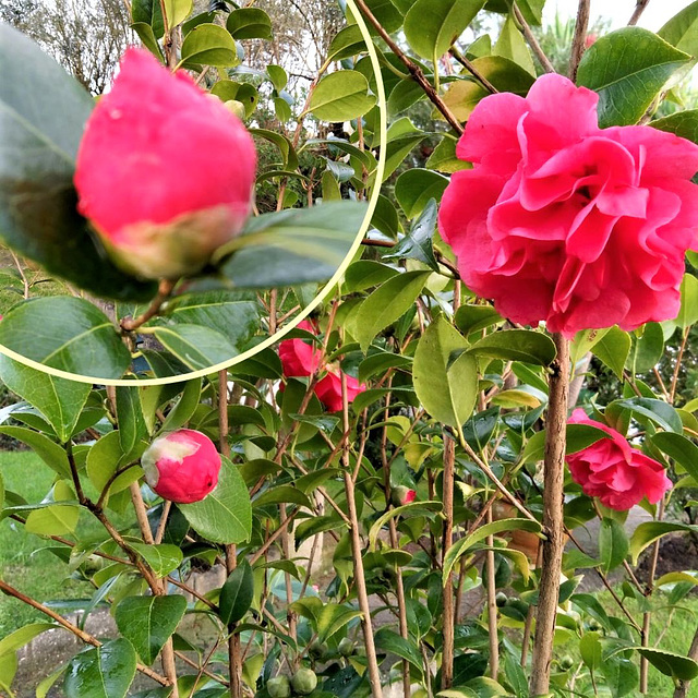 My garden camellias