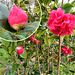 My garden camellias