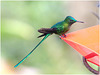 EF7A1614 Hummingbird