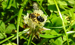 20230709 1668CPw [D~LIP] Weiß-Klee (Trifolium repens), Gemeine Seidenbiene (Colletes daviesanus (Apidae)), Bad Salzuflen