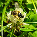 20230709 1668CPw [D~LIP] Weiß-Klee (Trifolium repens), Sandbiene (Andrena flavipes), Bad Salzuflen