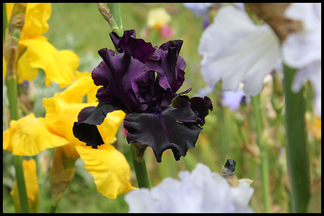 Fade To Black (4)