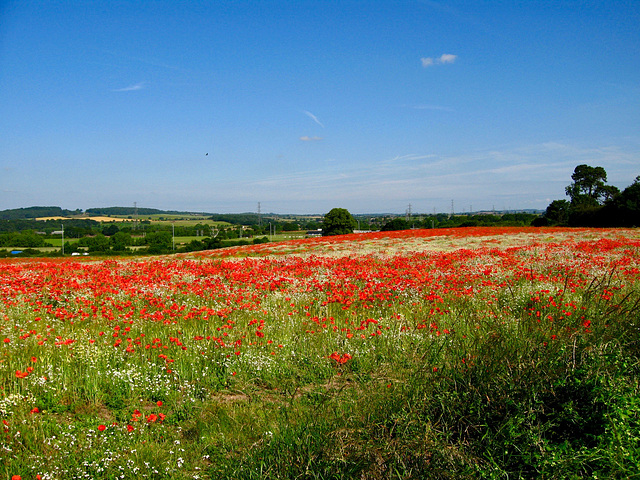 Poppy Field on footpath leading up from B4178 to A 4101