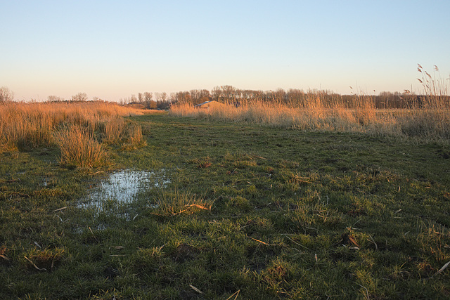 Dutch tundra