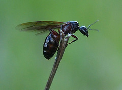 Camponotus sp reine ailée...