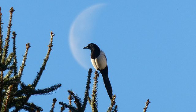 LA GAZZA E LA LUNA