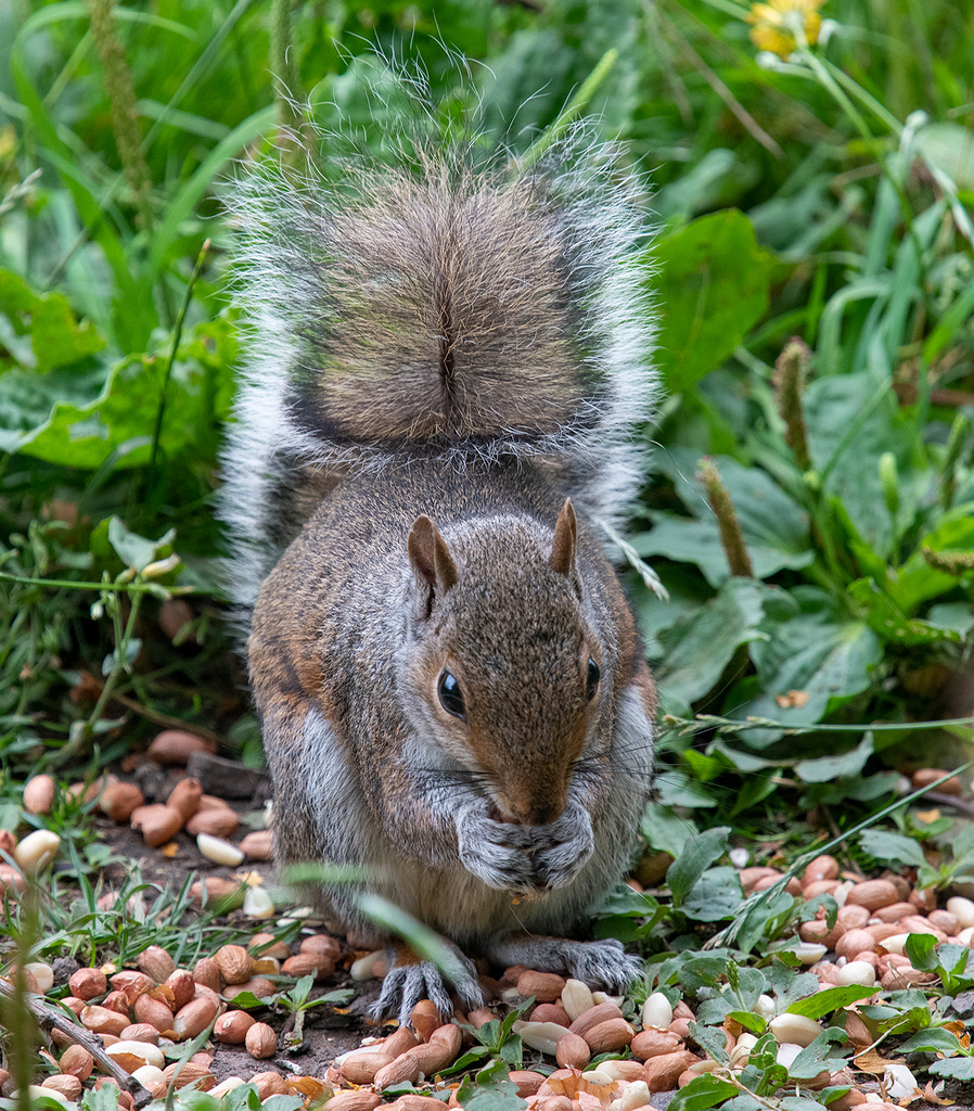 Grey squirrel