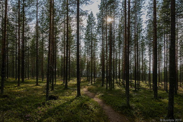 unterwegs auf dem Luontopolku Nature Trail im Hossa Nationalpark(© Buelipix)