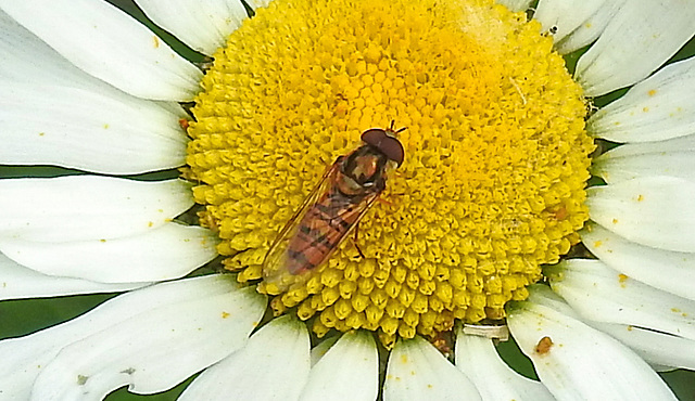 20200609 8305CPw [D~LIP] Schwebfliege {Hain-} (Episyphus balteatus), [Wander-, Winterschwebfliege], Bad Salzuflen