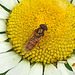 20200609 8305CPw [D~LIP] Schwebfliege {Hain-} (Episyphus balteatus), [Wander-, Winterschwebfliege], Bad Salzuflen