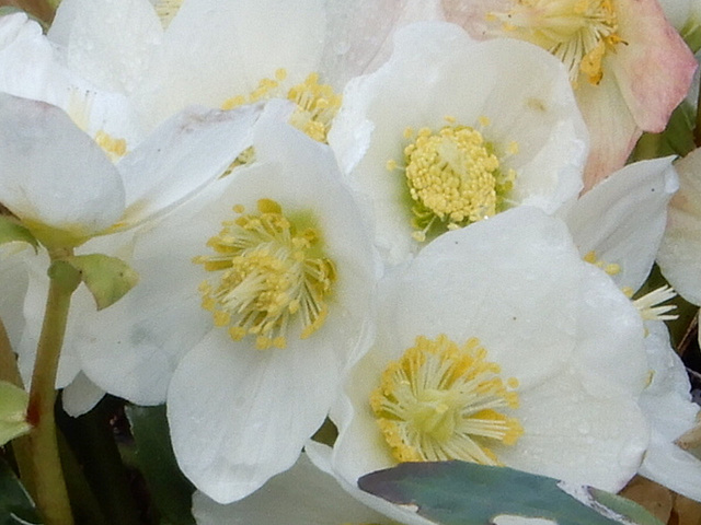 Schneerosenblüten