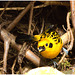 EF7A1601 Golden Tanager