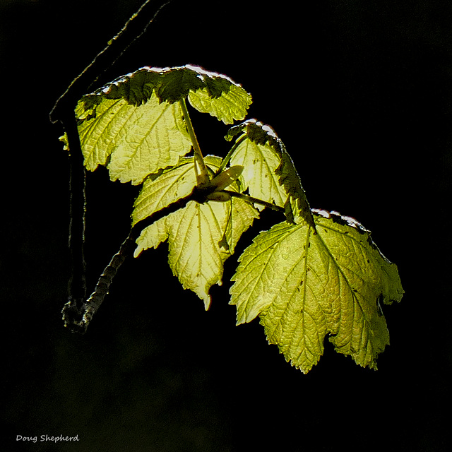 Sycamore Lantern