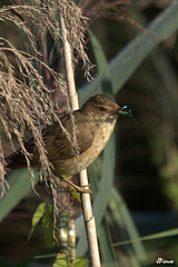 Rousserolle effarvatte