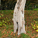 Acacia Wood