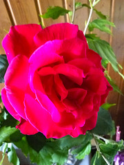 Today, Sunday, it's a good day to wear a rose on the chest Today, Sunday, it's a good day to wear a rose on the chest