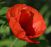 coquelicot  bonne soirée