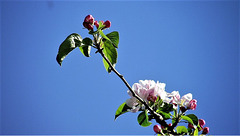 The apple blossom looks great against the blue sky
