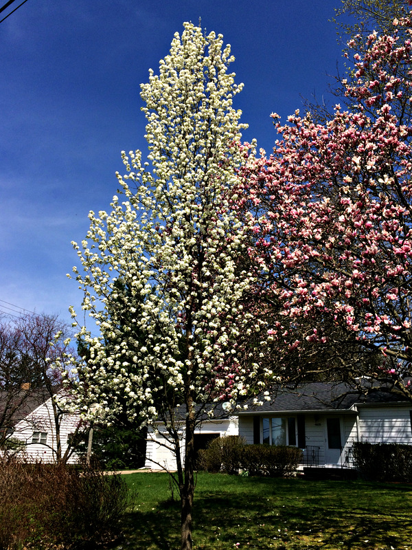 Spring trees